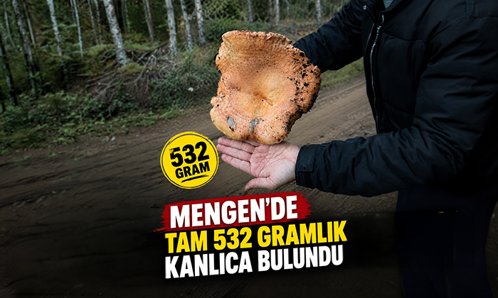 Mengen’de Dev Kanlıca Mantarı
